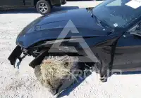 2019 Ford MUSTANG фото