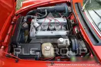 1981 Alfa Romeo Spider