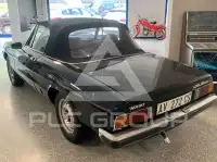 1981 Alfa Romeo Spider