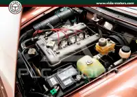1981 Alfa Romeo Spider